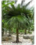 Copernicia macroglossa - Cuban Petticoat Palm
