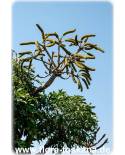 Cussonia spicata - Common Cabbage Tree, Kiepersol