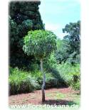 Cussonia spicata - Common Cabbage Tree, Kiepersol