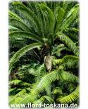 Dioon edule - Mexikanischer Palmfarn