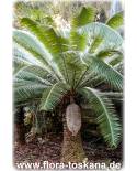 Dioon edule - Mexikanischer Palmfarn