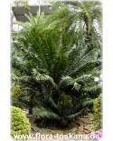 Dioon edule - Mexican Cycad