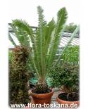 Dioon edule - Mexican Cycad