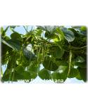 Dioscorea bulbifera - Yams