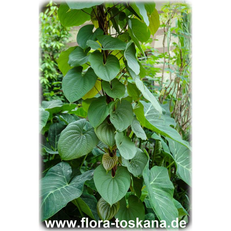 Dioscorea bulbifera - Cinnamon Vine, Chinese Yam