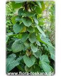 Dioscorea bulbifera - Yams