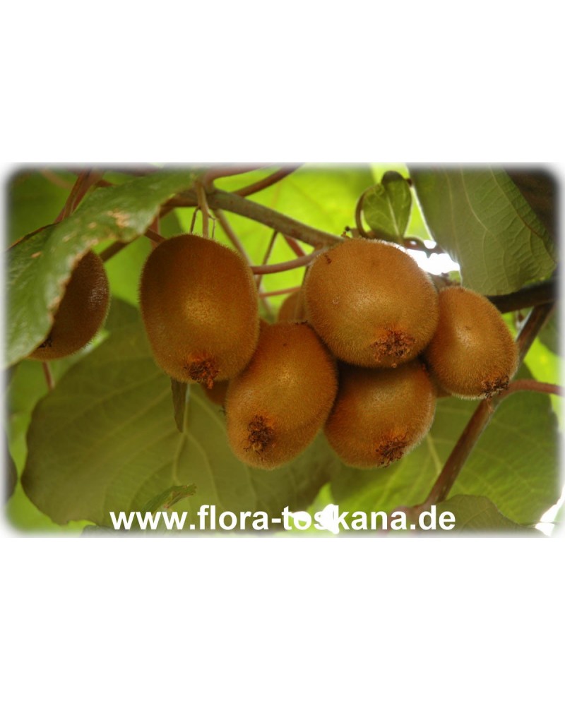 Kiwi Actinidia Strahlengriffel deliciosa TOSKANA - FLORA | (Pflanze),