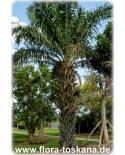 Elaeis guineensis - African Oil Palm