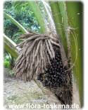 Elaeis guineensis - Afrikanische Öl-Palme