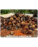 Elaeis guineensis - African Oil Palm