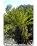 Encephalartos altensteini - Bushman´s River Cycas