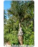 Gaussia princeps - Sierra Palm