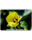 Hibiscus tiliaceus - Lindenblättriger Hibiskus, Eibisch