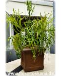 Homalocladium platycladum - Centipede Plant, Tapeworm Plant, Ribbonbush