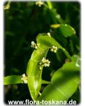 Homalocladium platycladum - Centipede Plant, Tapeworm Plant, Ribbonbush