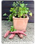 Ipomoea batatas - Sweet Potato Vine