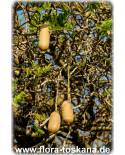 Kigelia africana - Leberwurstbaum