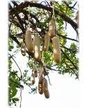 Kigelia africana - Leberwurstbaum