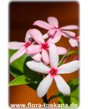 Kopsia fruticosa - Pink Kopsia, Shrub Vinca, Pink Gardenia