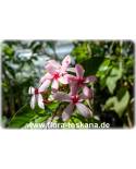 Kopsia fruticosa - Pink Kopsia, Shrub Vinca, Pink Gardenia