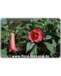 Lapageria rosea - Chilenische Glockenblume