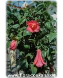 Lapageria rosea - Chilenische Glockenblume