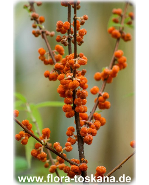 Debregeasia edulis - Debregeasie Debregeasia edulis - Debregeasie