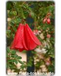 Lapageria rosea - Chilean Bellflower