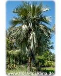 Latania lontaroides - Red Latan Palm