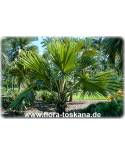 Latania verschaffeltii - Yellow Latan Palm