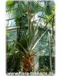Latania verschaffeltii - Yellow Latan Palm