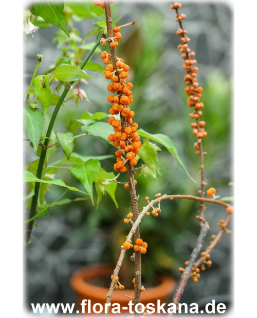 Debregeasia edulis - Debregeasie Debregeasia edulis - Debregeasie
