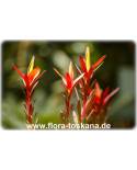 Leucadendron salignum 'Red Devil' - Silberbaum