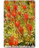 Leucadendron salignum 'Red Devil' - Silver Tree