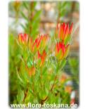 Leucadendron salignum 'Red Devil' - Silberbaum
