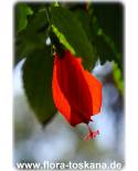 Malvaviscus arboreus - Sleepy Hibiscus, Wax Mallow, Mexican Turk´s Cap