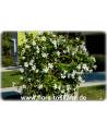 Mandevilla boliviensis - Mandevilla Summer Snow, White Dipladenia