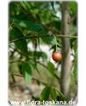Muntingia calabura - Jamaican Cherry, Panama Cherry, Singapore Cherry, Strawberry Tree, Jam Tree,