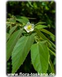 Muntingia calabura - Jamaika-Kirsche, Panama-Beere, Singapur-Kirsche 