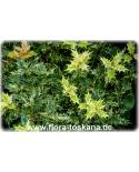 Osmanthus heterophyllus 'Tricolor' - Variegated Holly Tea Olive