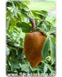 Pachira aquatica - Malabar Chesnut, Guiana Chestnut, Provision Tree