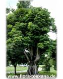 Pachira aquatica - Malabar Chesnut, Guiana Chestnut, Provision Tree