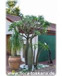 Pachypodium lamerei - Madagascar Palm
