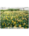 Pachystachys lutea - Yellow Shrimp Plant, Golden Shrimp Plant, Lollipop Plant, Candle plant