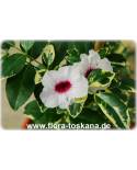 Pandorea jasminoides 'Variegata' - Buntlaubiger Laubenwein