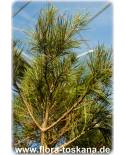 Pinus halepensis - Aleppo Pine