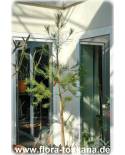 Pinus halepensis - Aleppo Pine