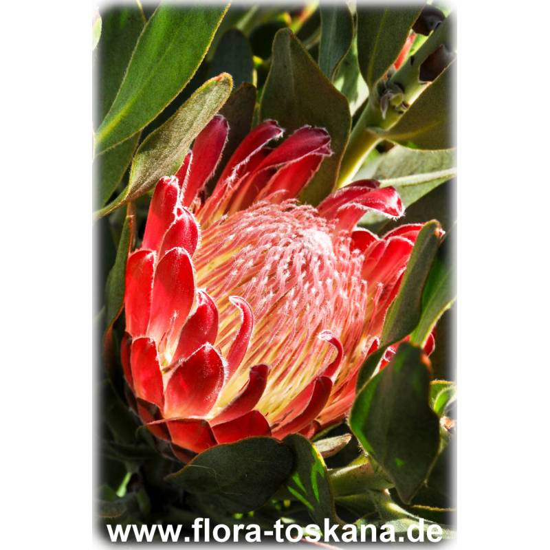 Protea compacta x obtusifolia 'Red Baron' - Protea Protea compacta x obtusifolia 'Red Baron' - Protea