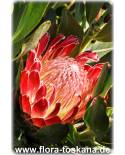 Protea compacta x obtusifolia 'Red Baron' - Protea