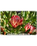 Protea compacta x obtusifolia 'Red Baron' - Protea